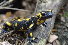 Salamandra's Dreams Download Free